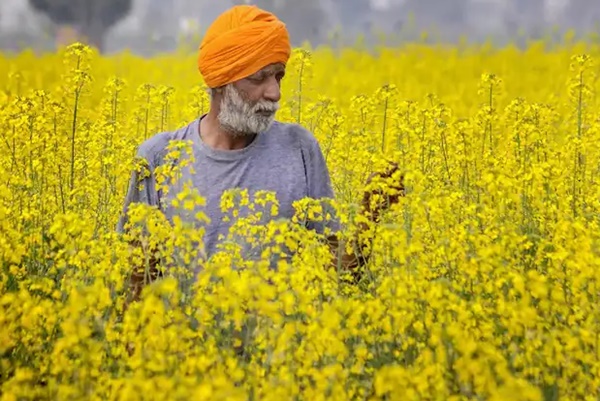 Mustard Farming