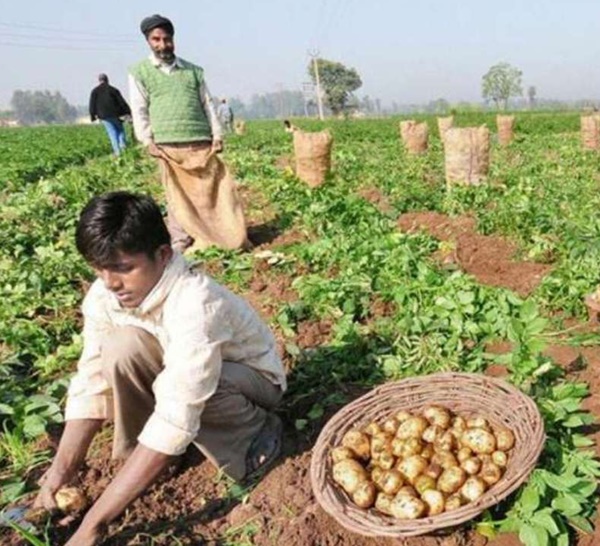 Potato Farming