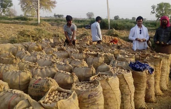 Potato Farming