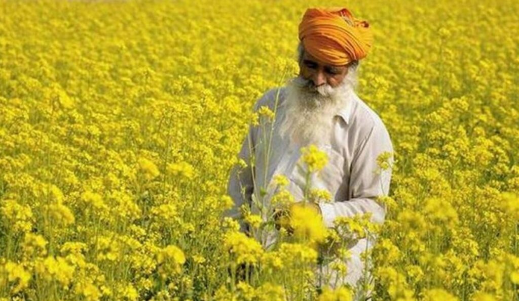 Mustard Farming