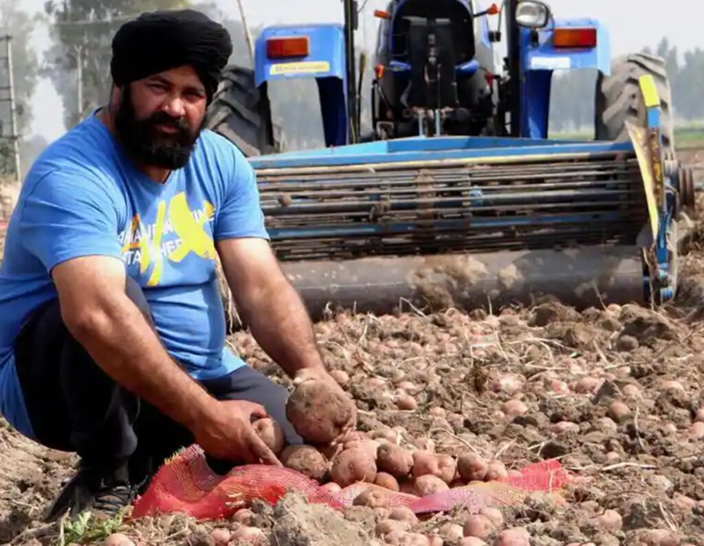 Potato Farming