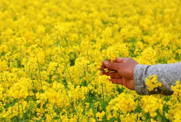 Mustard Farming