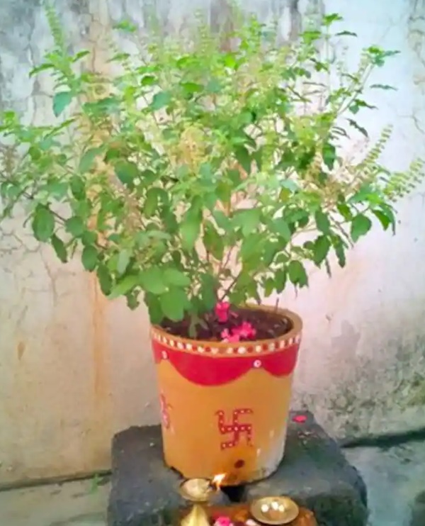 Tulsi Vivah