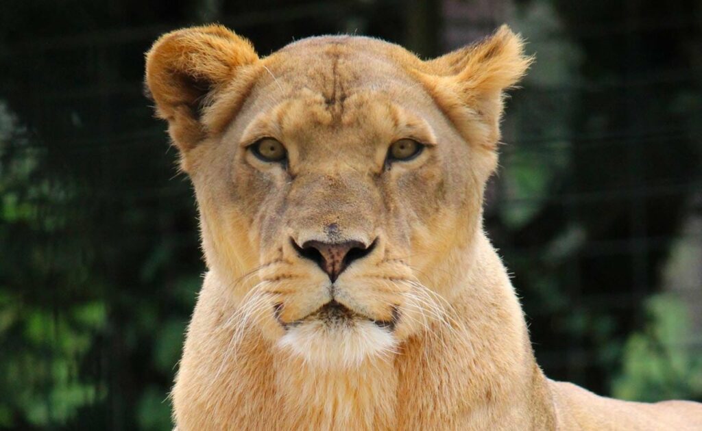 Hindu Outfit Goes To Court Over Lioness Named