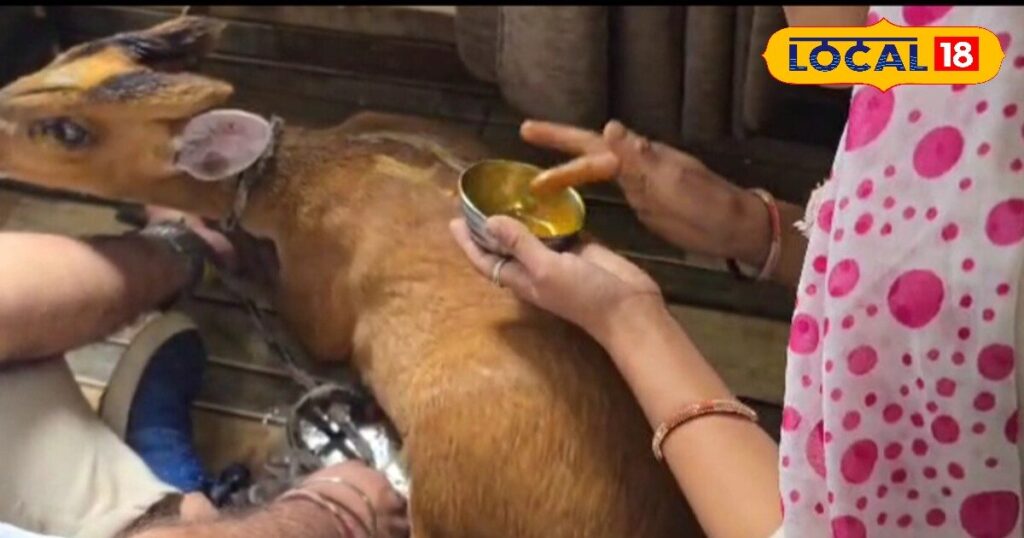 कांगड़ा समाचार: क्रांति संस्थान के अध्यक्ष ने बचाई बेजुबान की जान, रेस्क्यू ऑपरेशन सफल