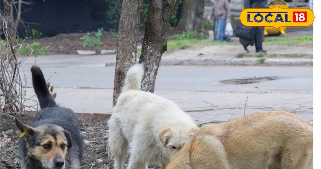 कुत्ते के काटने से रेबीज कितना खतरनाक है, इसका शरीर पर क्या प्रभाव पड़ता है?