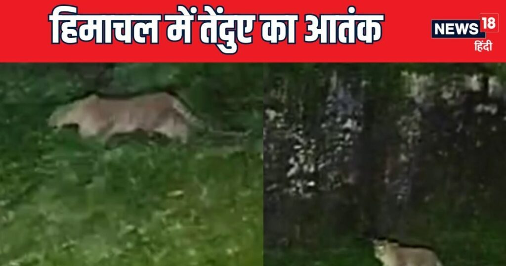 यूपी में भेड़ियों का आतंक, हिमाचल में तेंदुए का खौफ, आर्मी कैंट के पास देखा गया, बाइकर्स पर किया हमला