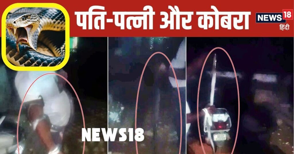 OMG: पत्नी से बदला लेने के लिए पति लाया कोबरा सांप, बोला 'मैं झूठा हूं और ये मौत है', पड़ोस में दहशत - Video