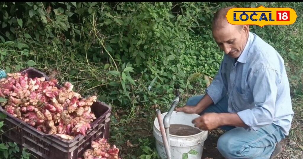 तुरंत बिक जाती है इस किसान की अदरक, खेती में लागत कम, मुनाफा ज्यादा, जानिए तरीका