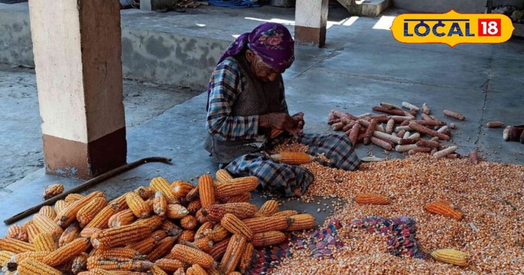 हिमाचल के किसानों के लिए अच्छी खबर: प्राकृतिक रूप से उगाई गई 65 टन मक्का खरीदेगी सरकार