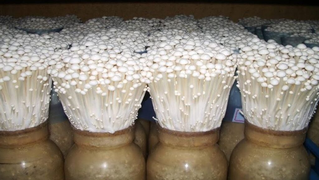 Mushroom Farming