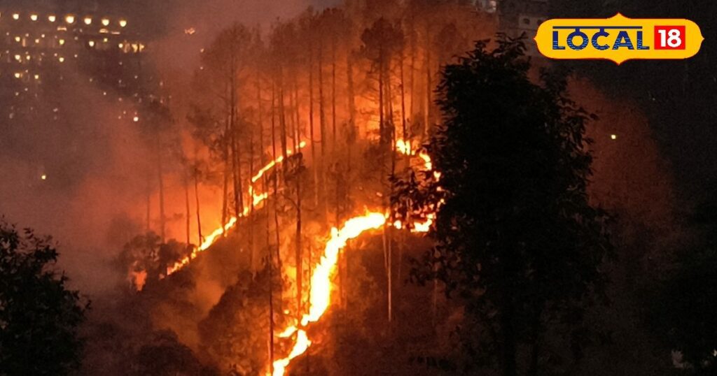 क्या लोग जंगल की आग में शामिल हैं?  900 लोगों की पहचान, अब तक 20 हजार हेक्टेयर संपत्ति मलबे में तब्दील, लाखों का नुकसान