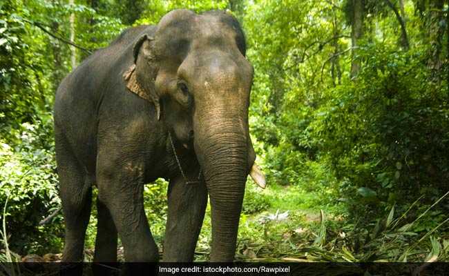 Elephant Kills Mahout In Bhopal, Cops Take Her In Custody