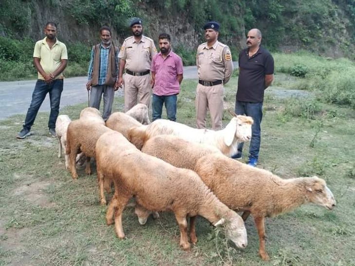 चंबा में पकड़ा गया भेड़ चोर गिरोह: एक आरोपी पकड़ा गया, दूसरा भाग निकला, 10 भेड़ें बरामद – चंबा न्यूज़