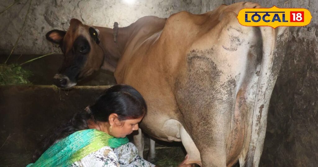 दूध के दाम बढ़ने से पशुपालकों के चेहरे पर खुशी है