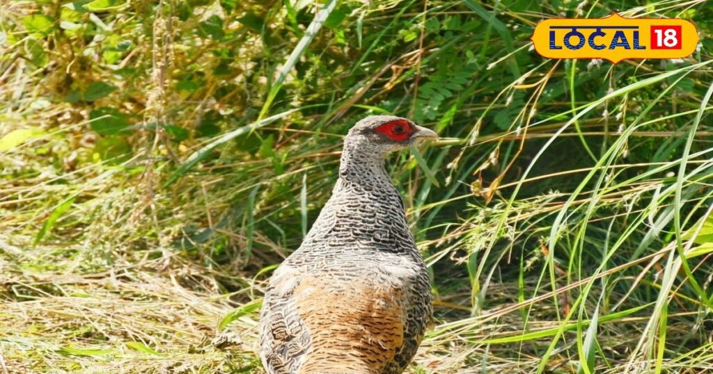 लुप्तप्राय प्रजातियों की रक्षा करना: वानिकी विभाग के प्रजाति संरक्षण कार्यक्रम की सफलता के बारे में जानें