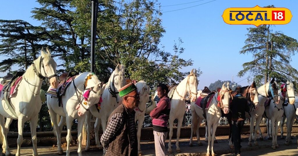 शिमला में पर्यटकों की संख्या बढ़ रही है लेकिन घोड़ा पालकों का काम ख़तरे में है...उन्हें भोजन की ज़रूरत है.